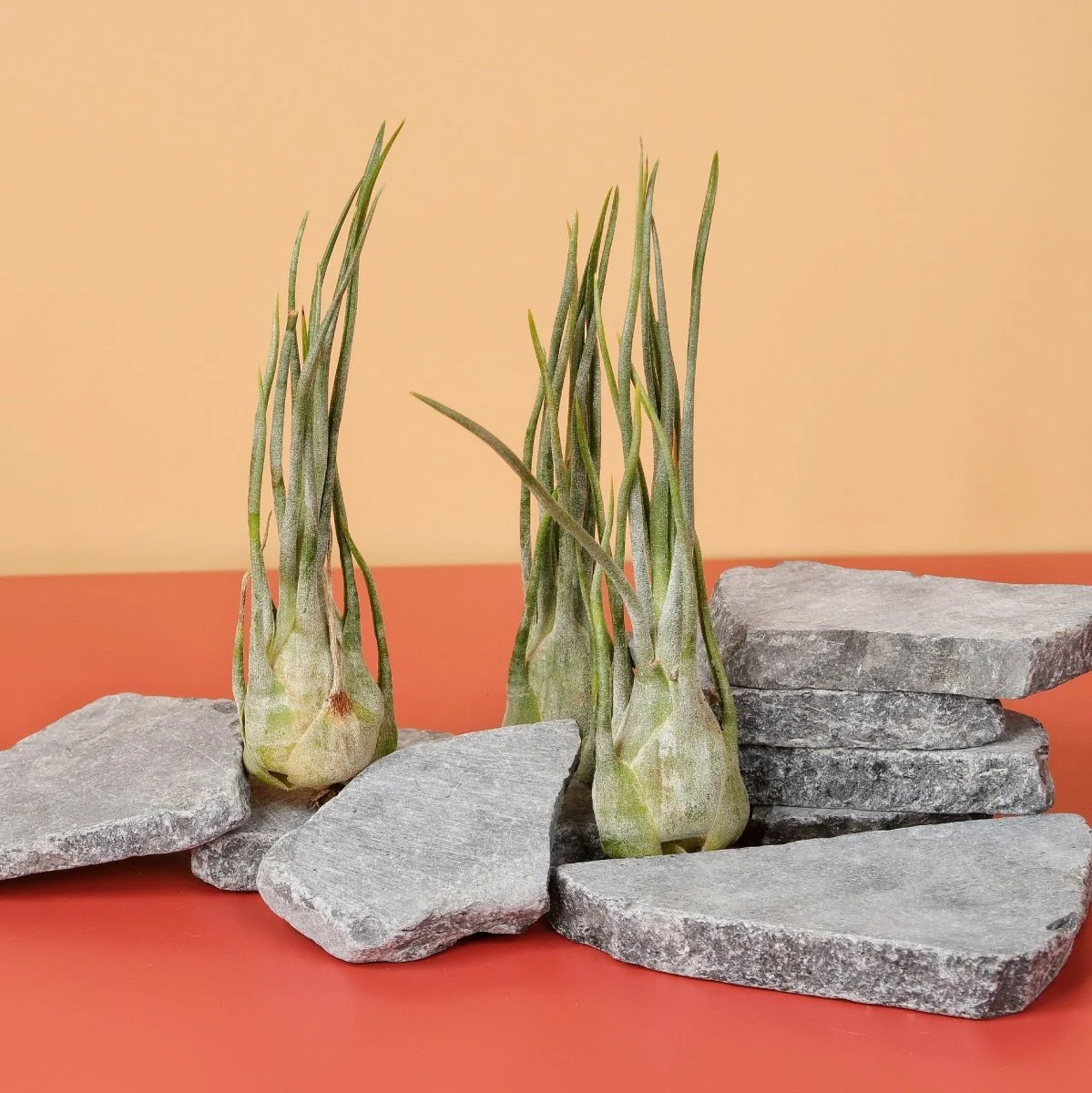 TILLANDSIA ARIZA JULIAE - Image 5