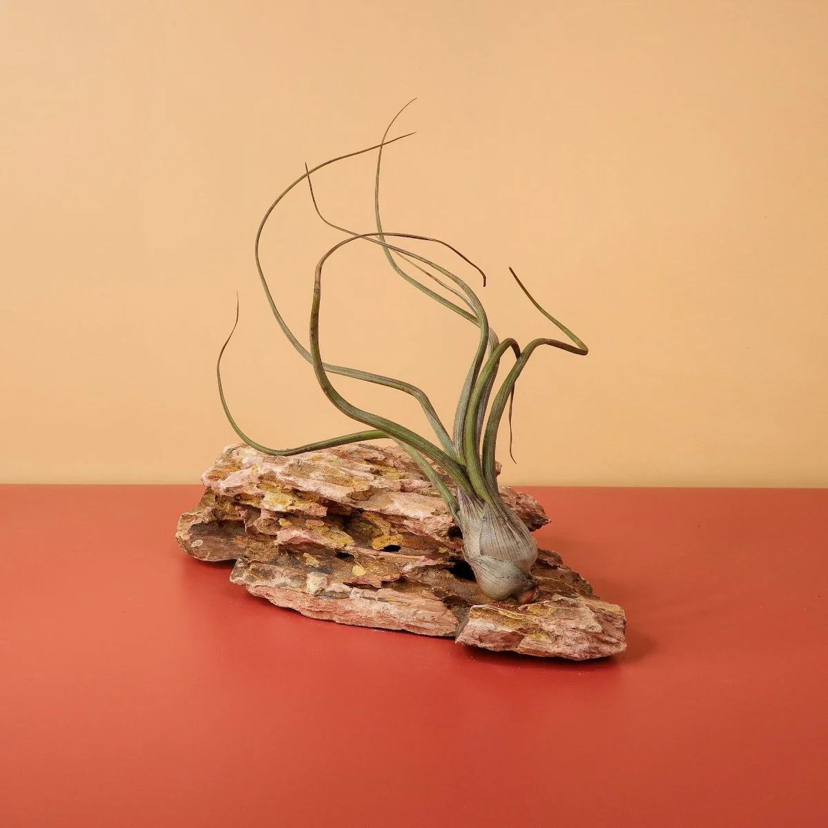 TILLANDSIA BAILEYI