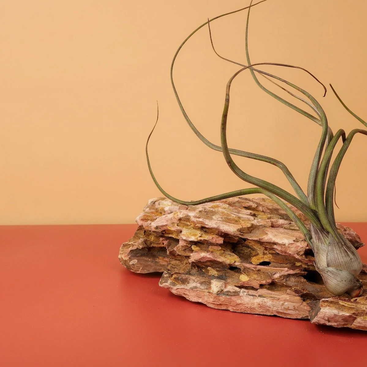 TILLANDSIA BAILEYI - Image 2