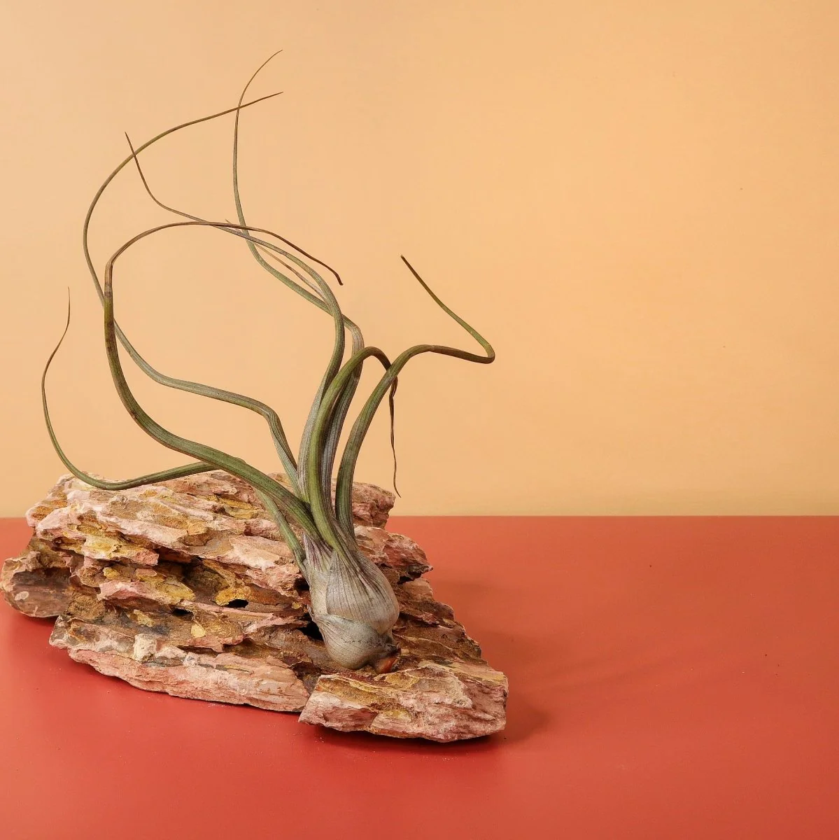 TILLANDSIA BAILEYI - Image 3