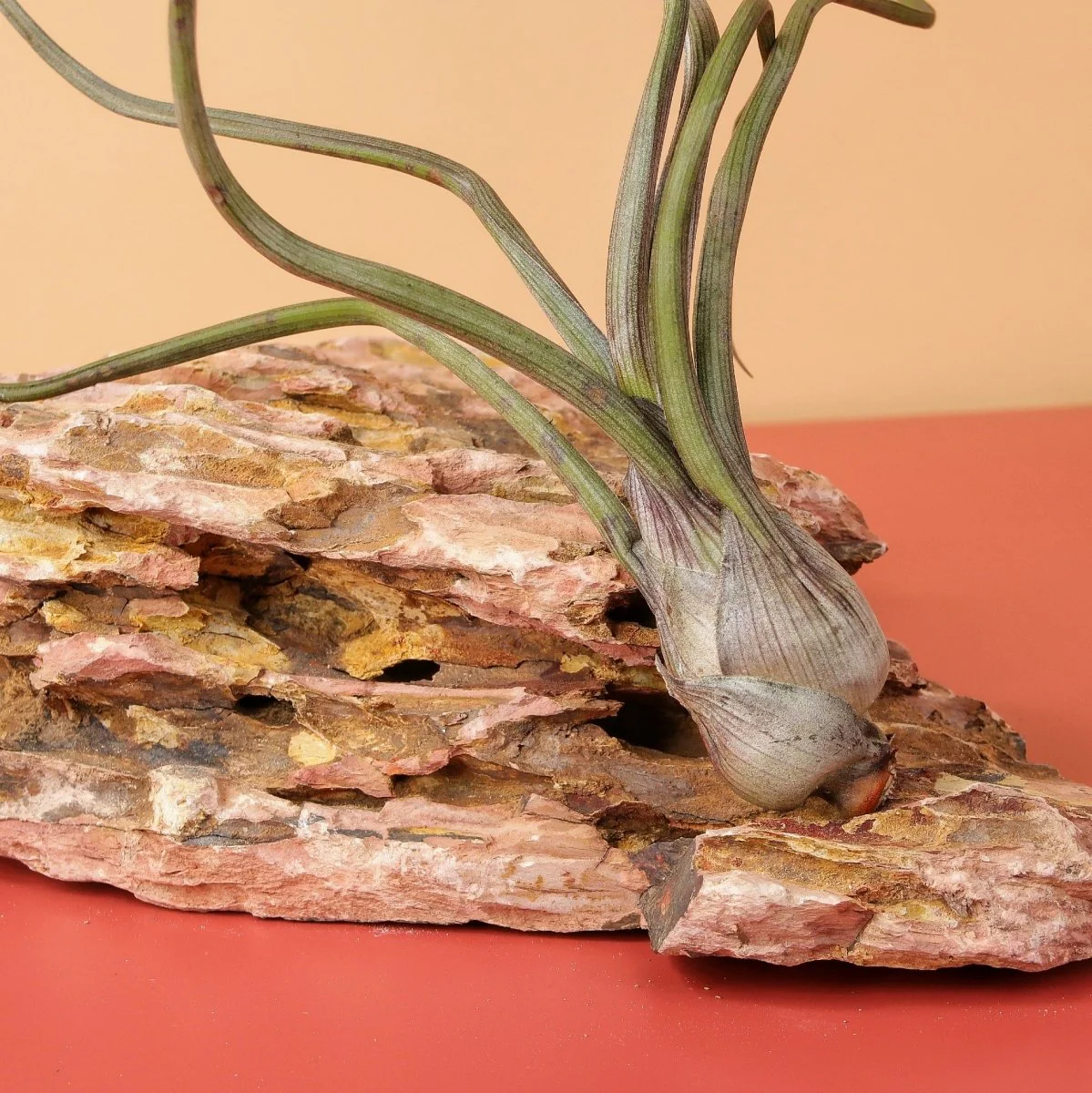 TILLANDSIA BAILEYI - Image 4