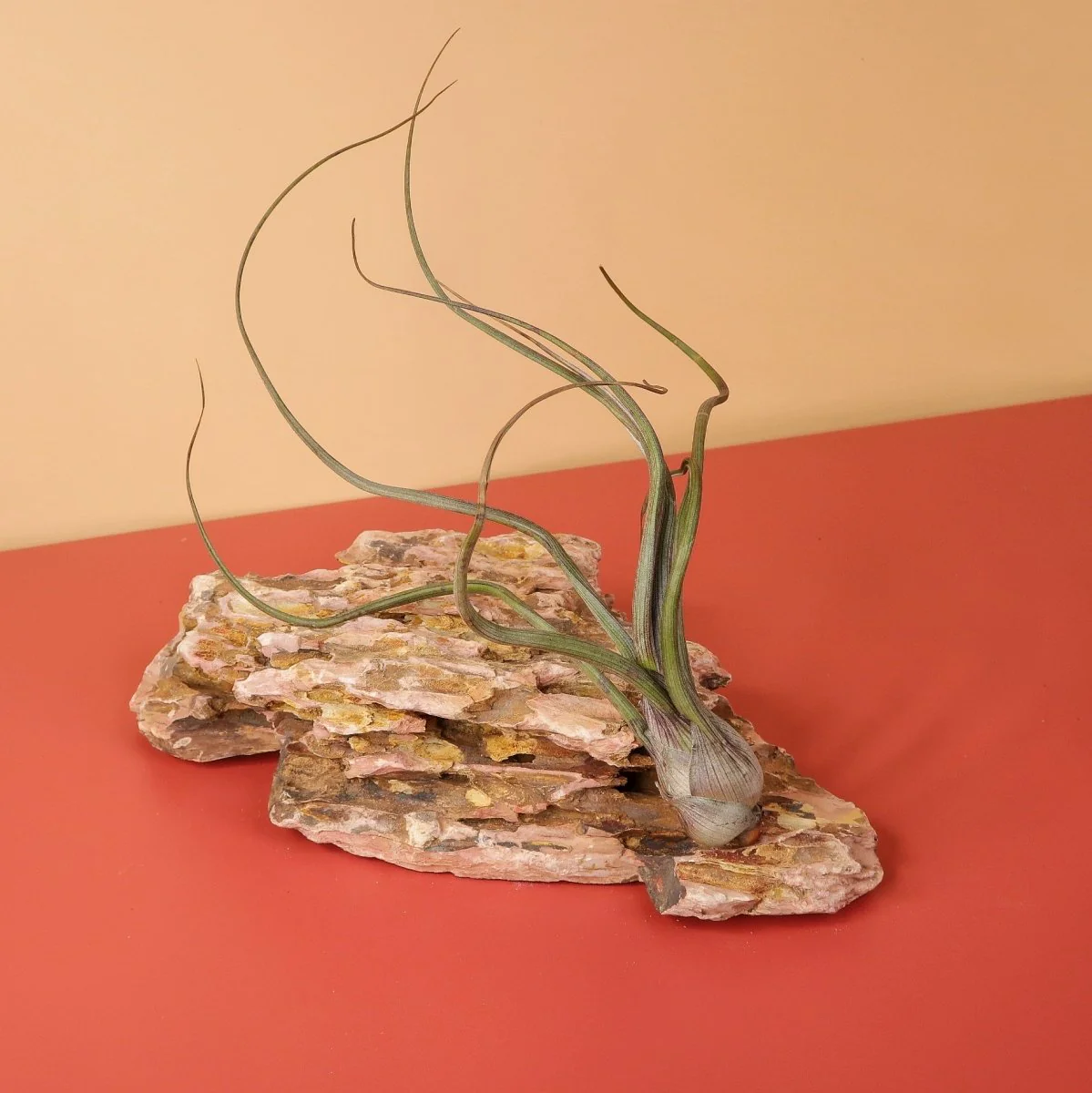 TILLANDSIA BAILEYI - Image 5