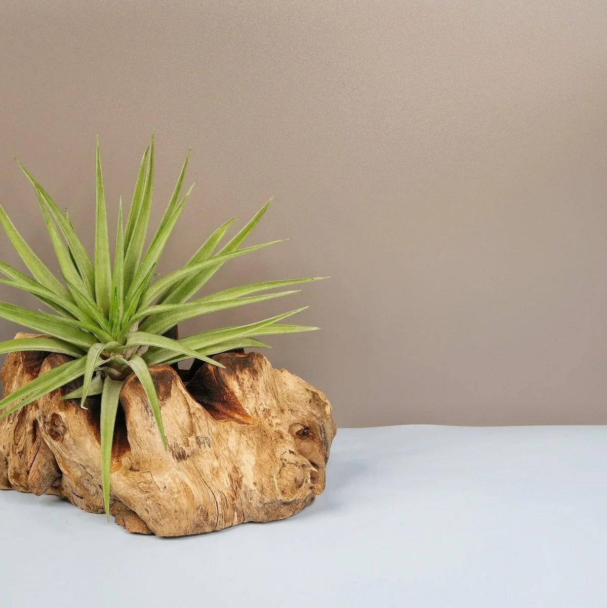 TILLANDSIA BRACHYCAULOS MULTIFLORAL - Image 2