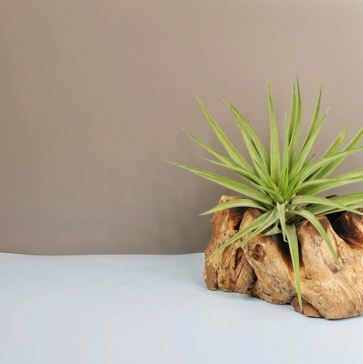 TILLANDSIA BRACHYCAULOS MULTIFLORAL - Image 3