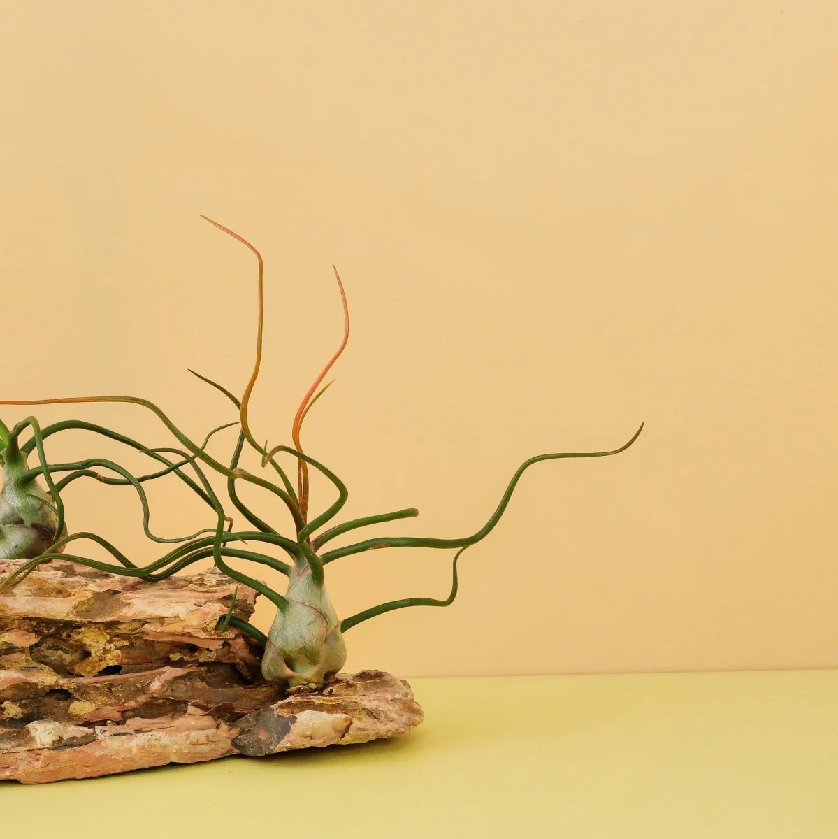 TILLANDSIA BULBOSA - Image 3