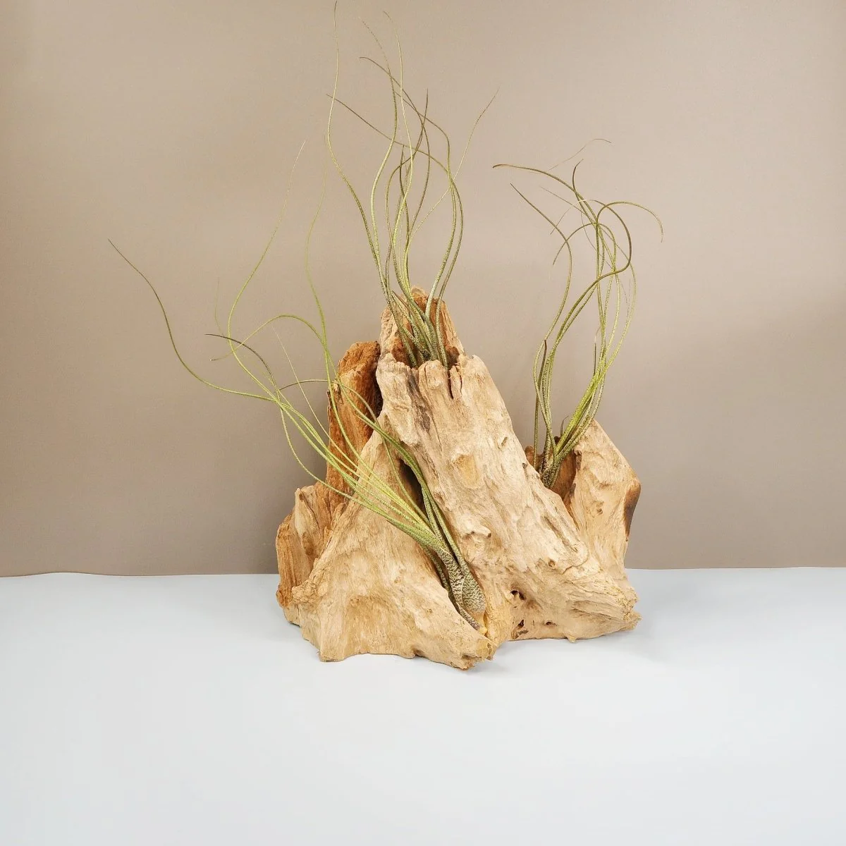 TILLANDSIA BUTZII