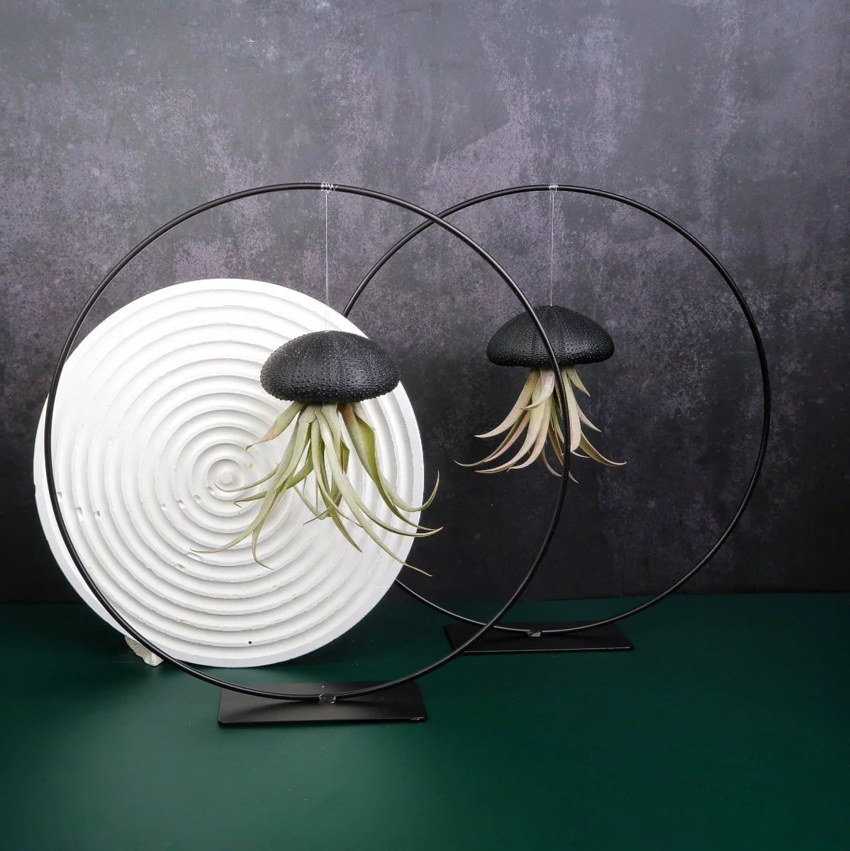 TILLANDSIA CAPITATA - BLACK