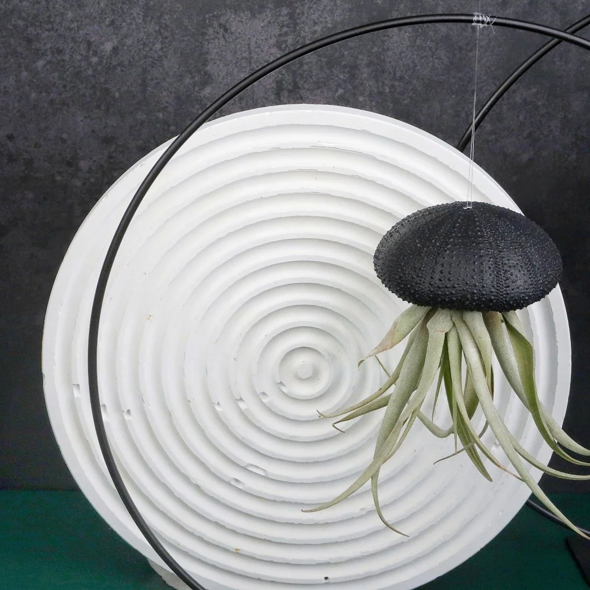 TILLANDSIA CAPITATA - BLACK - Image 2