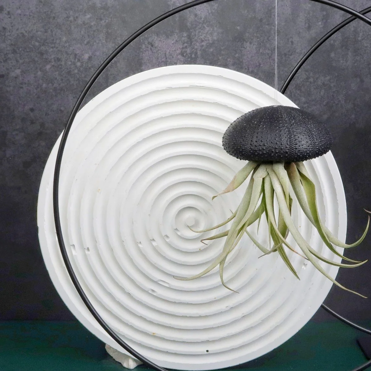 TILLANDSIA CAPITATA - BLACK - Image 4