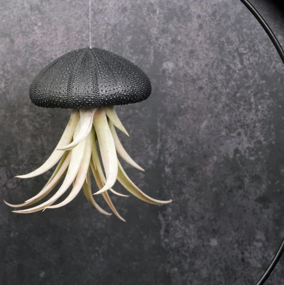 TILLANDSIA CAPITATA - BLACK - Image 5
