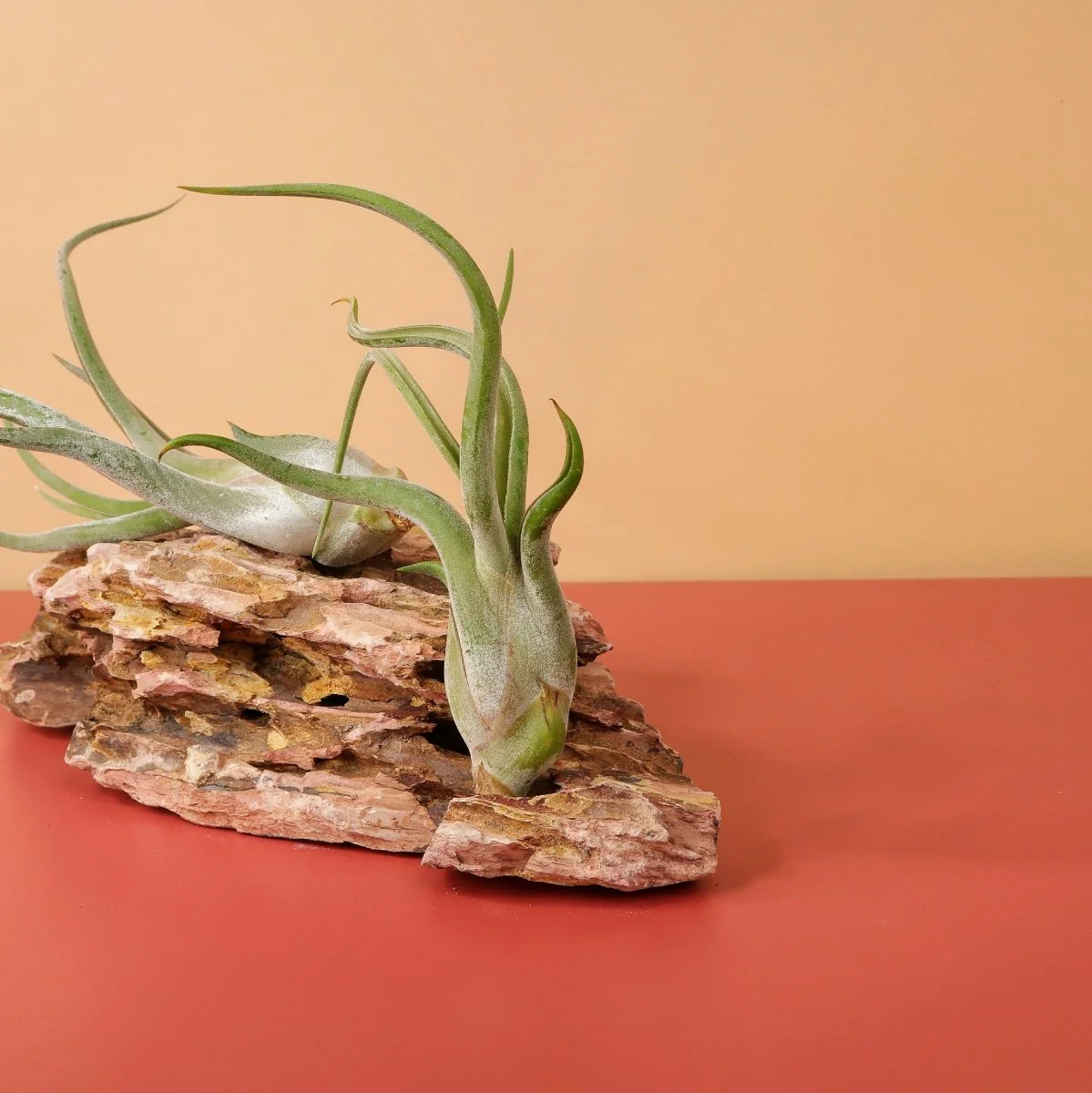 TILLANDSIA CAPUT MEDUSAE - Image 3