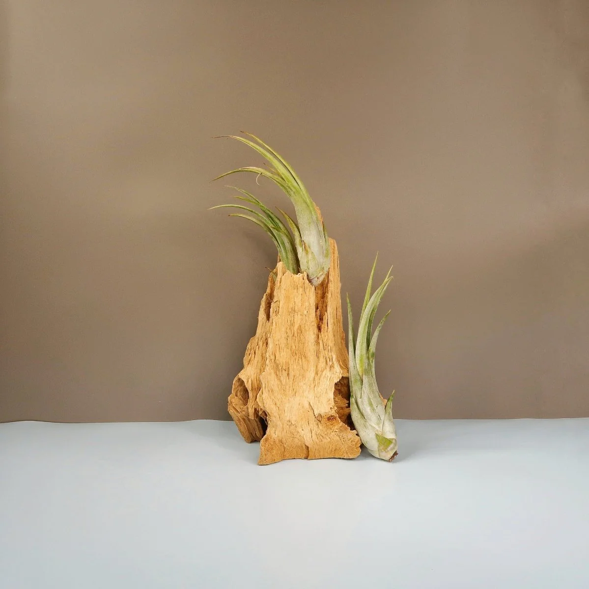 TILLANDSIA CIRCINATA