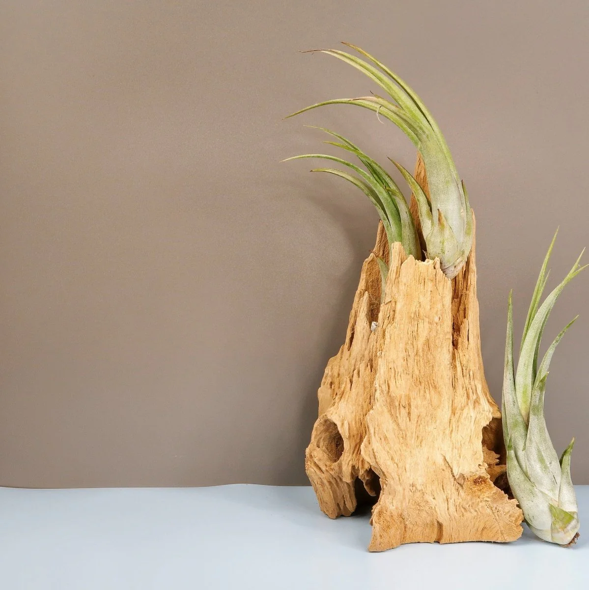 TILLANDSIA CIRCINATA - Image 2