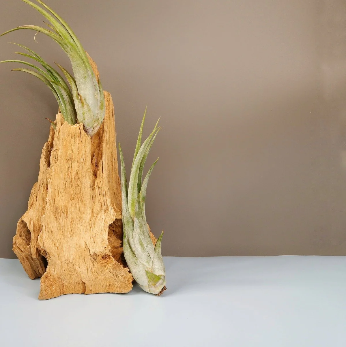 TILLANDSIA CIRCINATA - Image 3