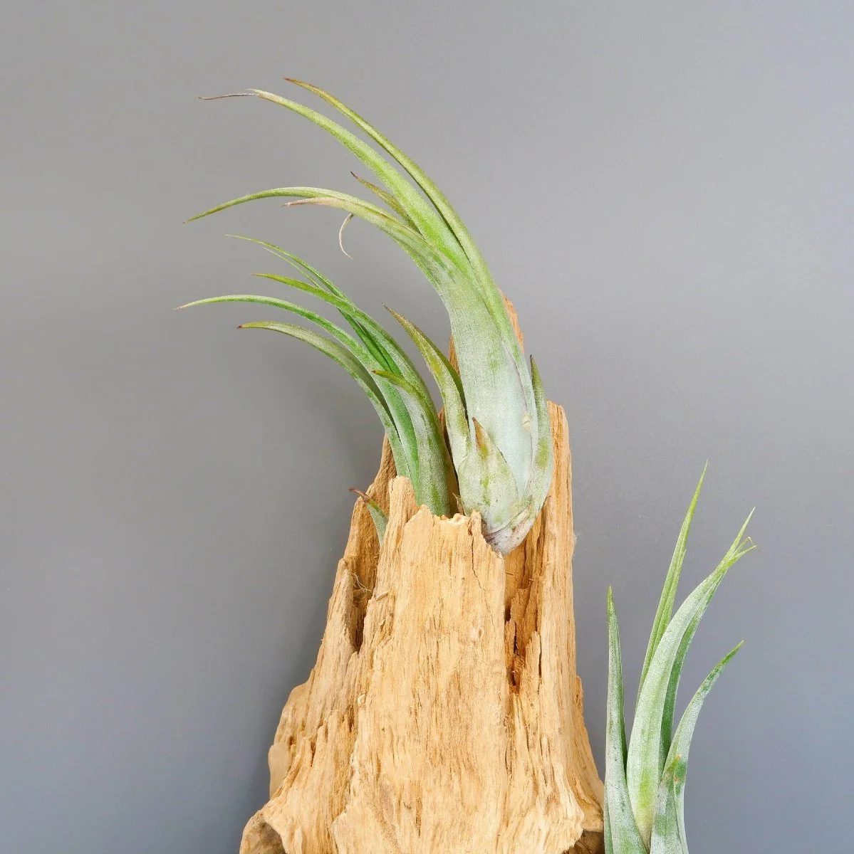 TILLANDSIA CIRCINATA - Image 4