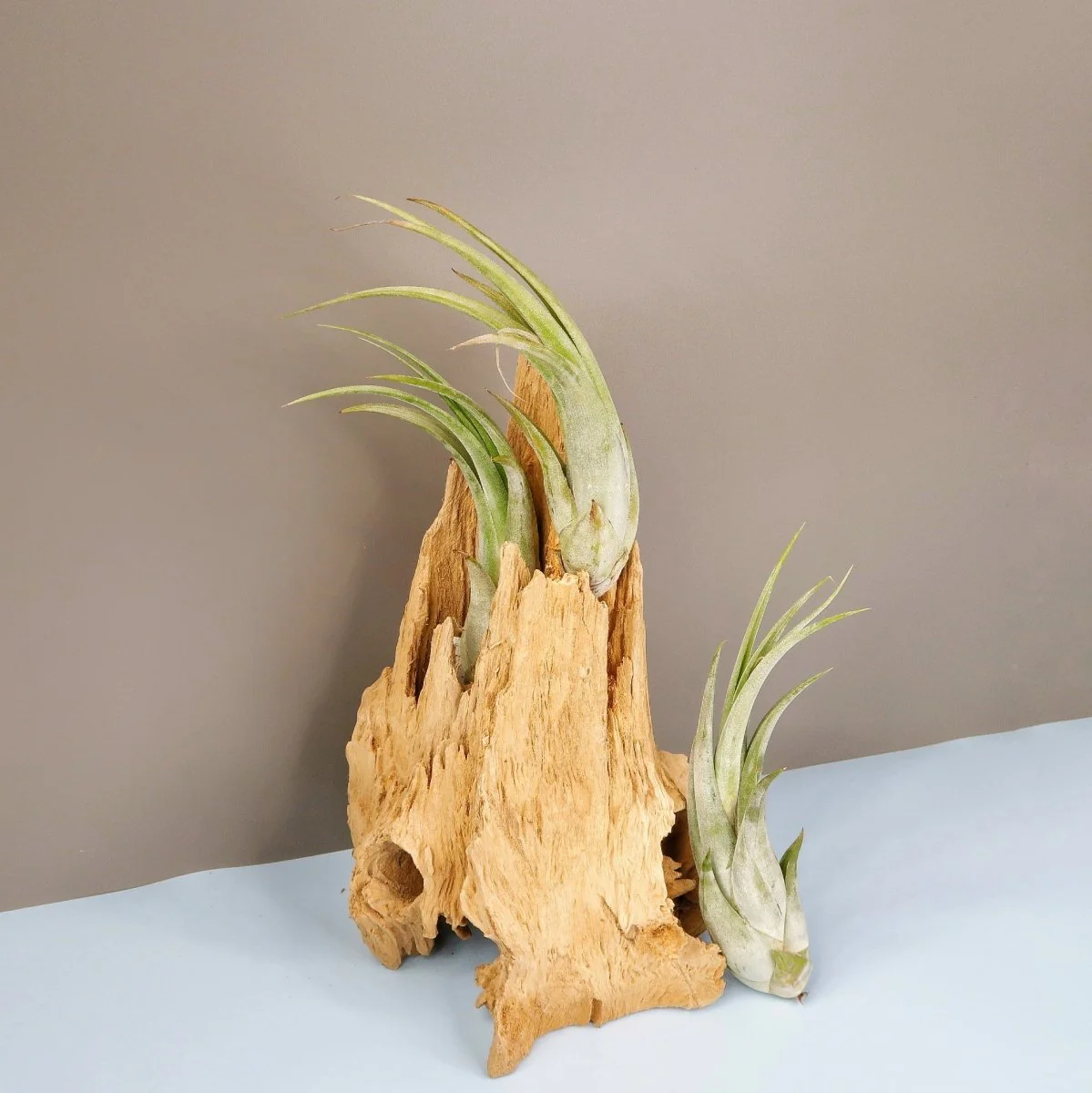 TILLANDSIA CIRCINATA - Image 5