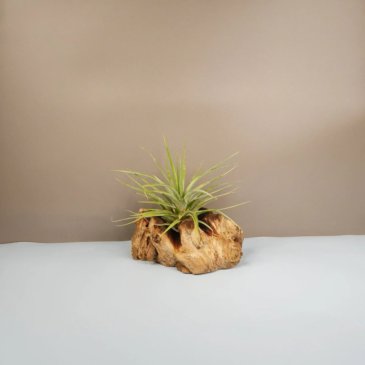 TILLANDSIA CONCOLOR