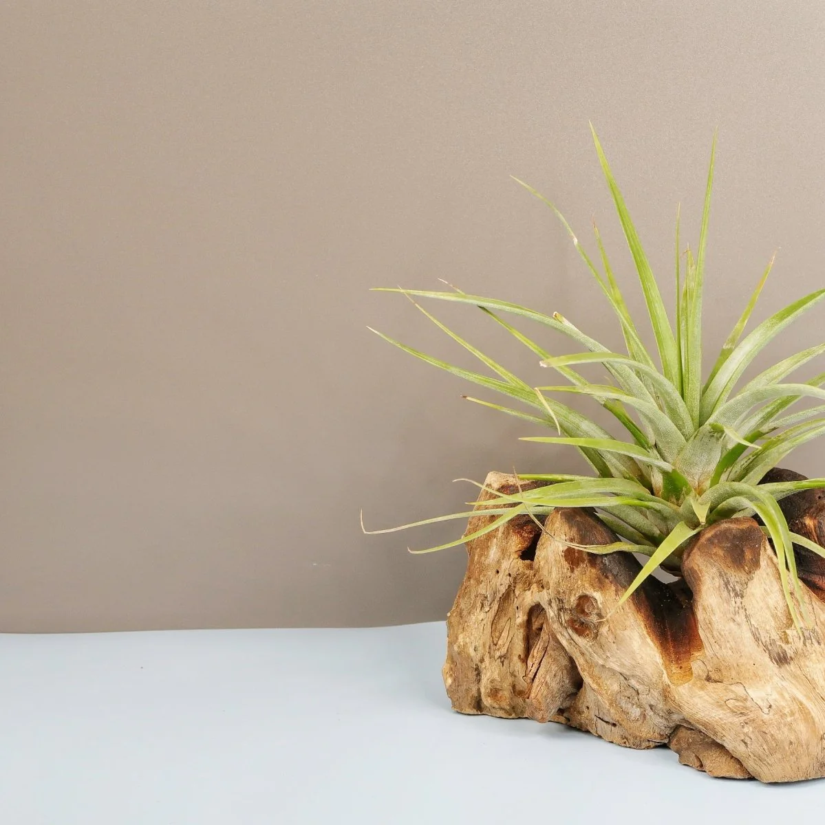 TILLANDSIA CONCOLOR - Image 2
