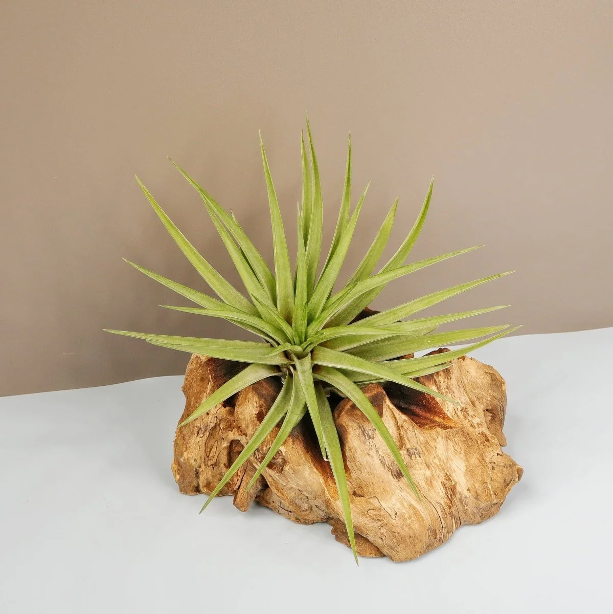TILLANDSIA CONCOLOR - Image 5
