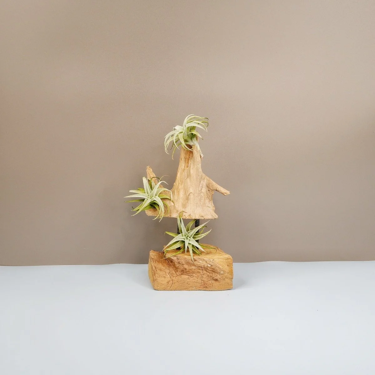 TILLANDSIA EDITHAE