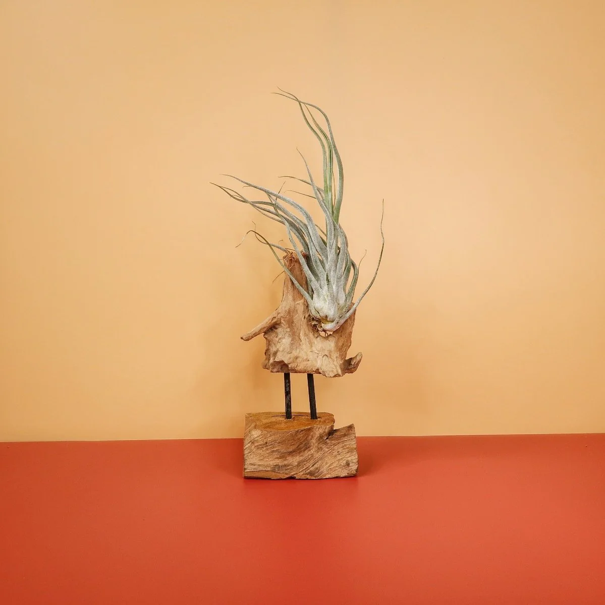 TILLANDSIA EHLERSIANA