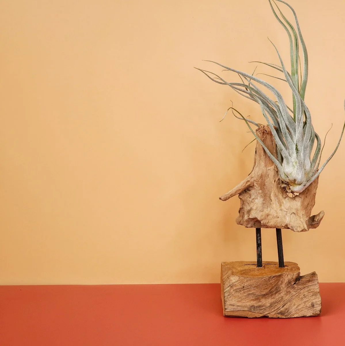 TILLANDSIA EHLERSIANA - Image 2