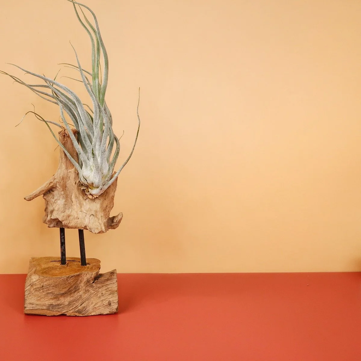 TILLANDSIA EHLERSIANA - Image 3
