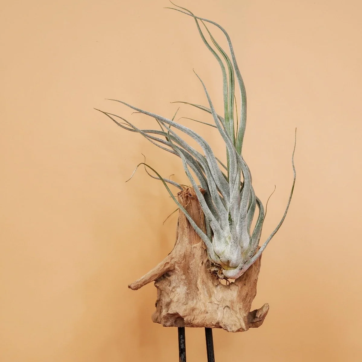 TILLANDSIA EHLERSIANA - Image 4