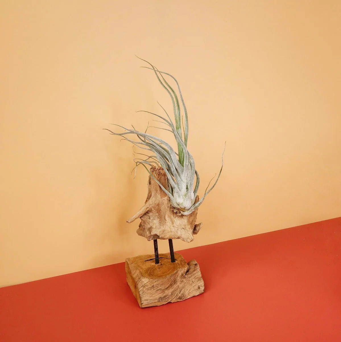 TILLANDSIA EHLERSIANA - Image 5