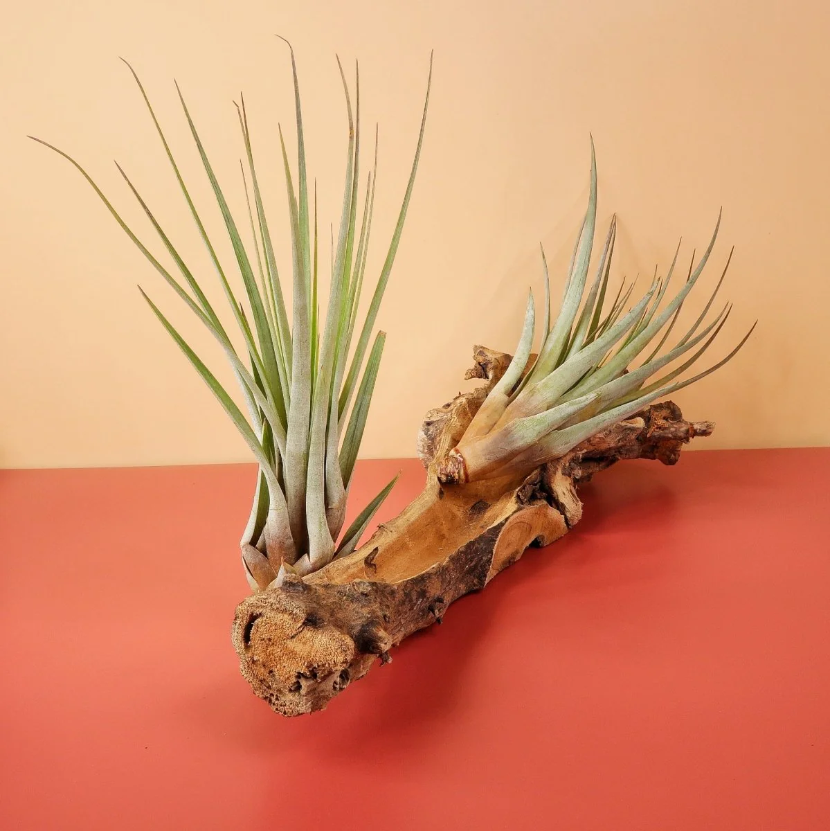 TILLANDSIA FASCICULATA