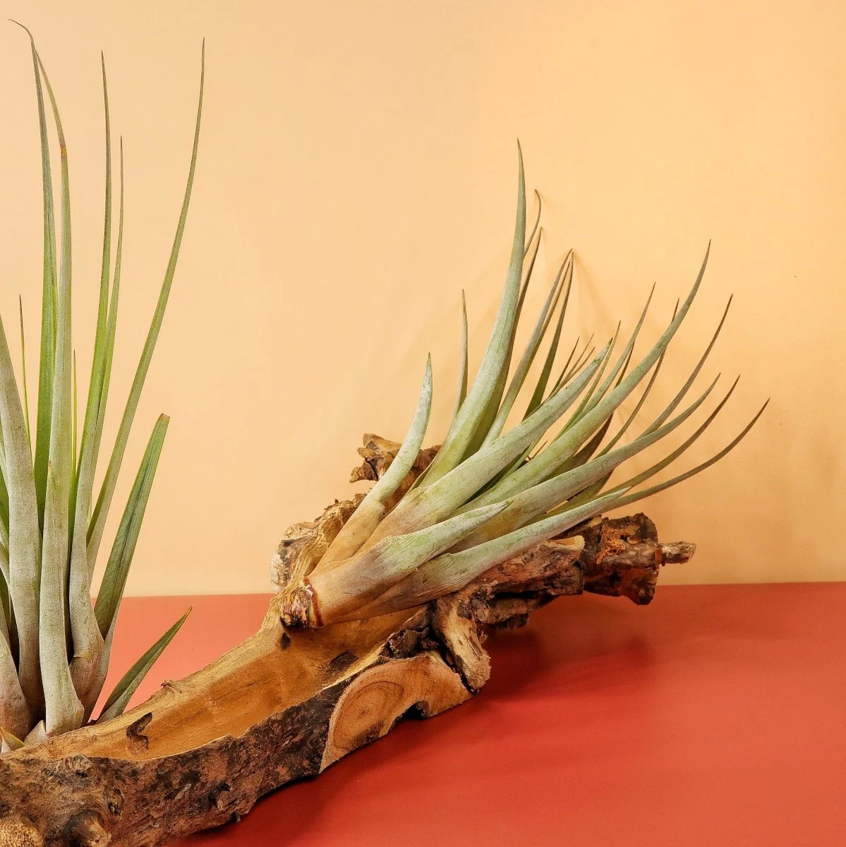 TILLANDSIA FASCICULATA - Image 2