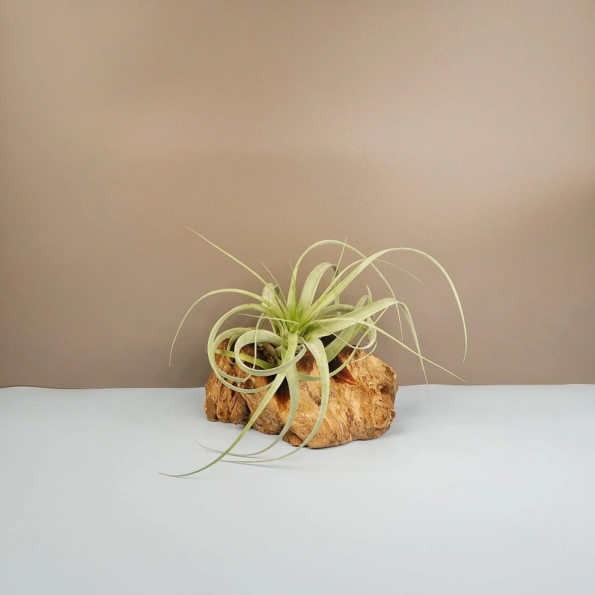 TILLANDSIA FIRESTORM