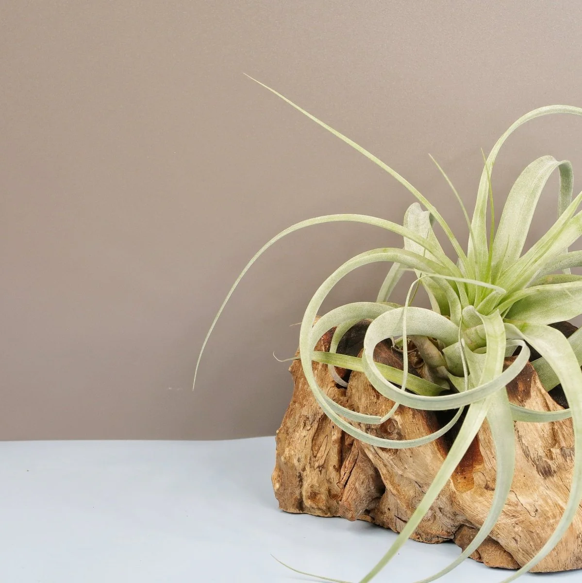 TILLANDSIA FIRESTORM - Image 2