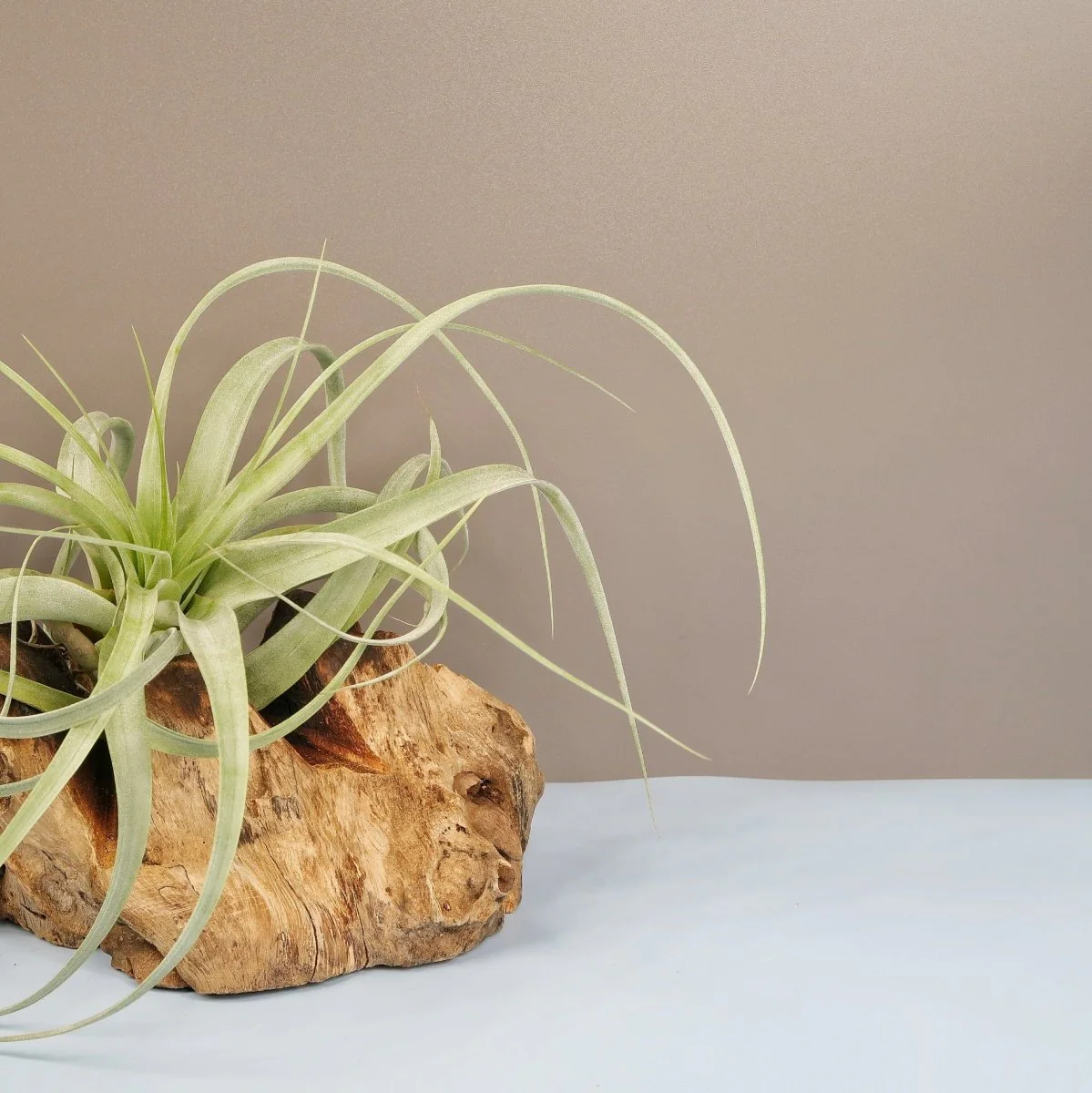 TILLANDSIA FIRESTORM - Image 3