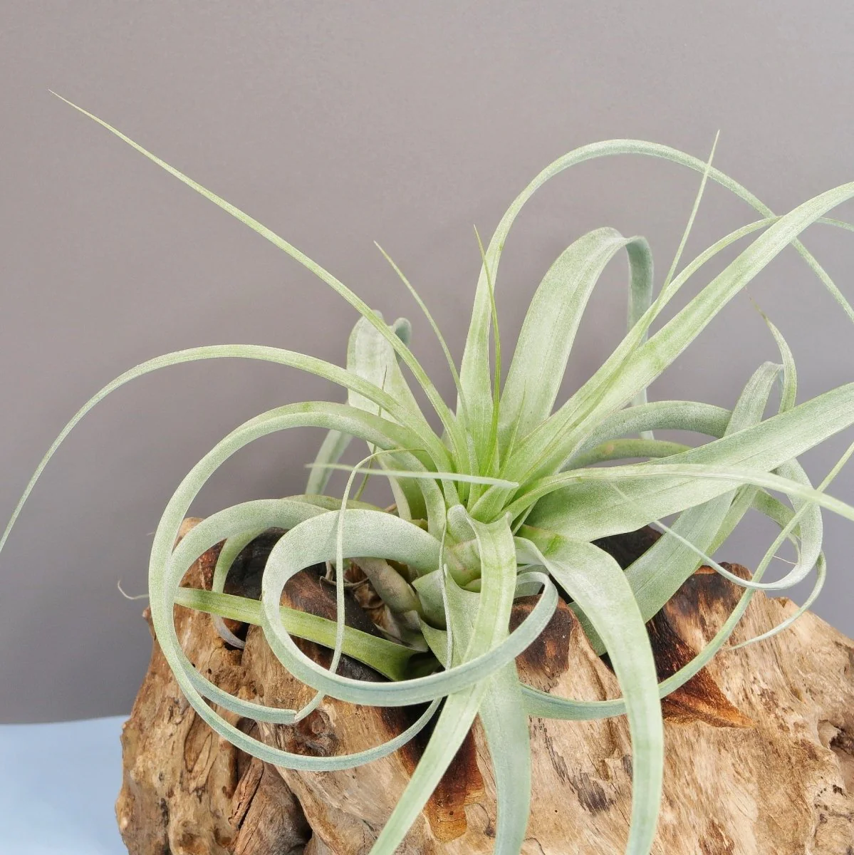 TILLANDSIA FIRESTORM - Image 4