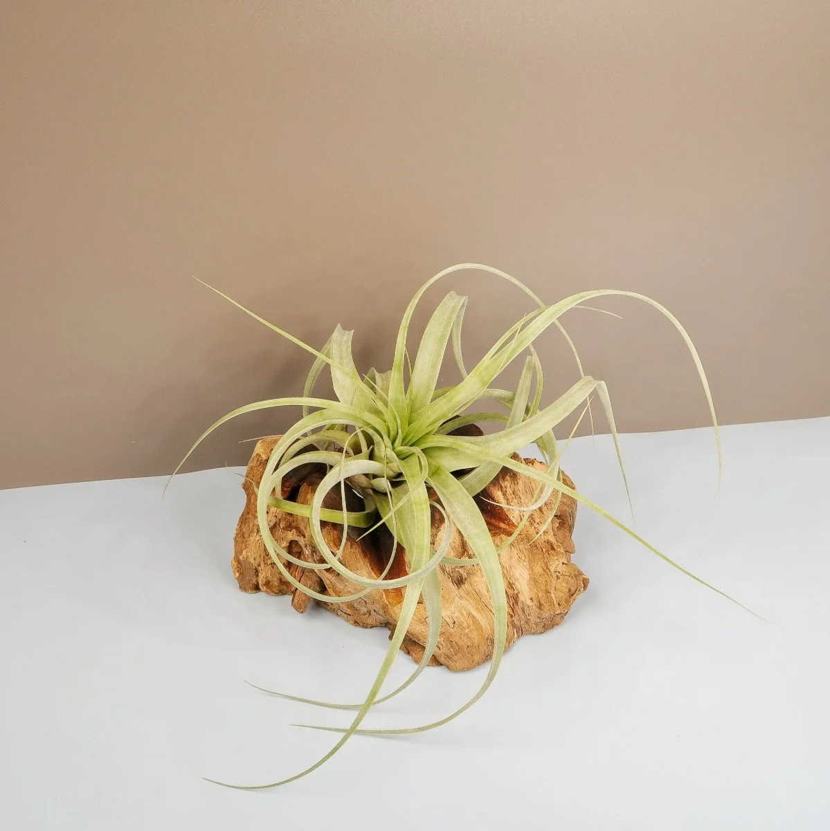TILLANDSIA FIRESTORM - Image 5