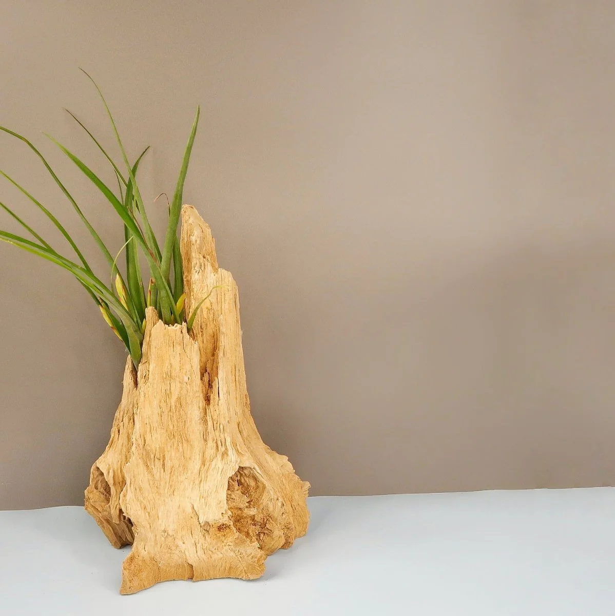 TILLANDSIA FLABELLATA SPIRIT - Image 3
