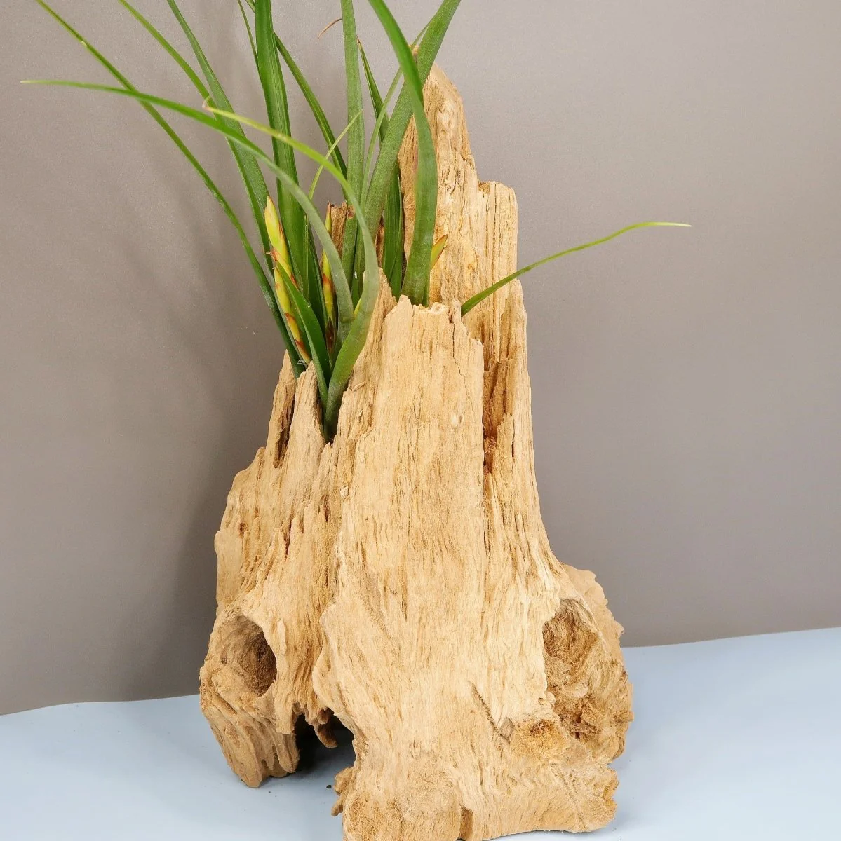 TILLANDSIA FLABELLATA SPIRIT - Image 5