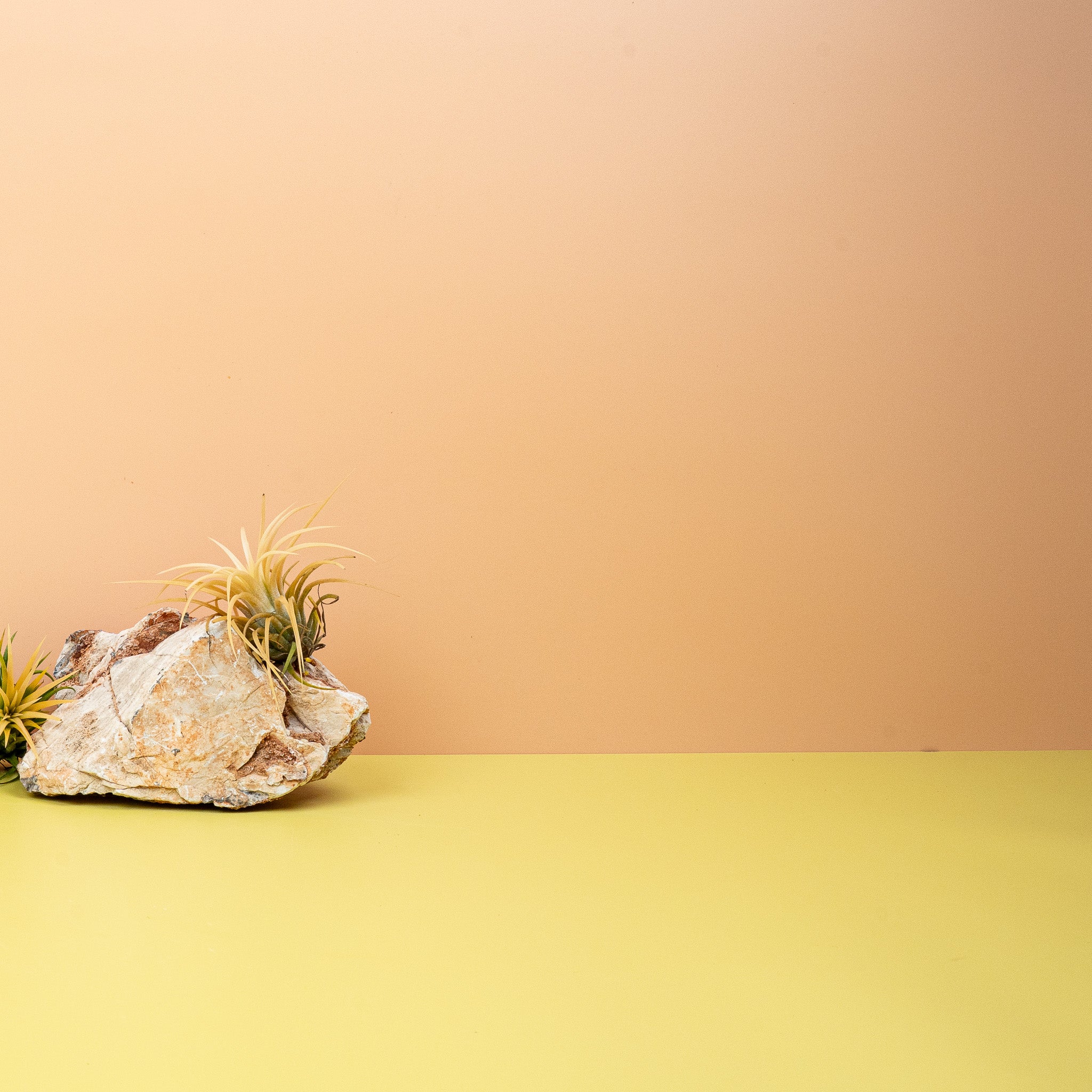 TILLANDSIA IONANTHA DRUID - Image 3