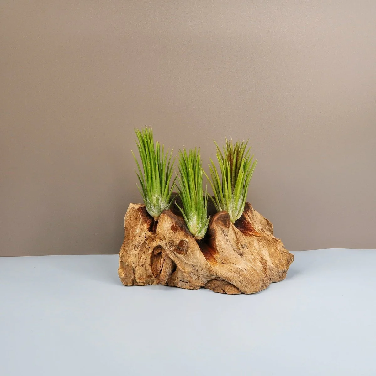 TILLANDSIA IONANTHA FUEGO