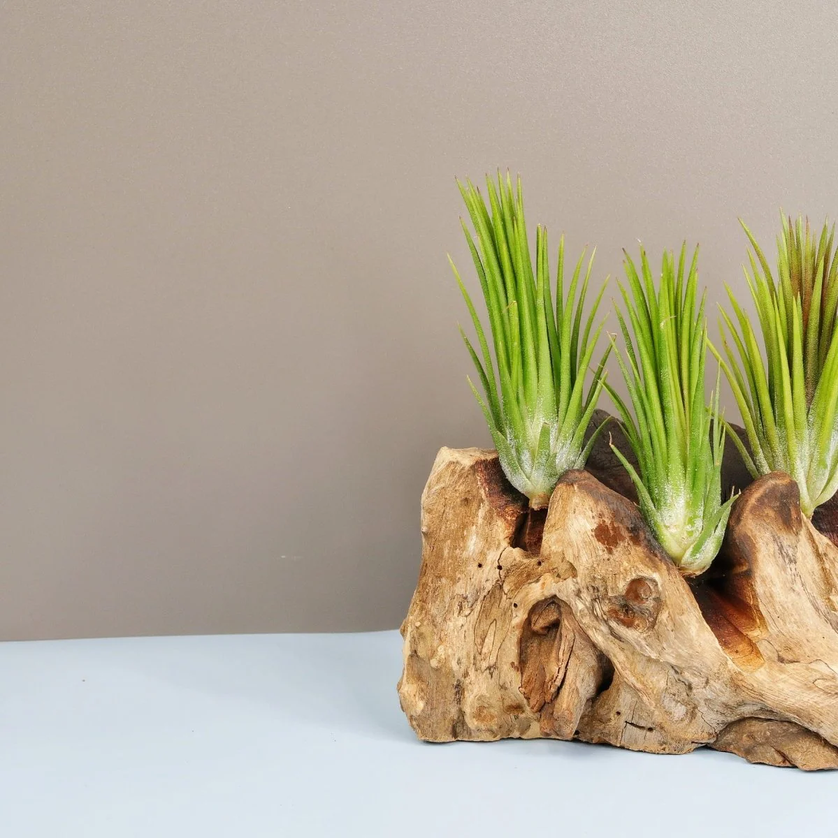 TILLANDSIA IONANTHA FUEGO - Image 2