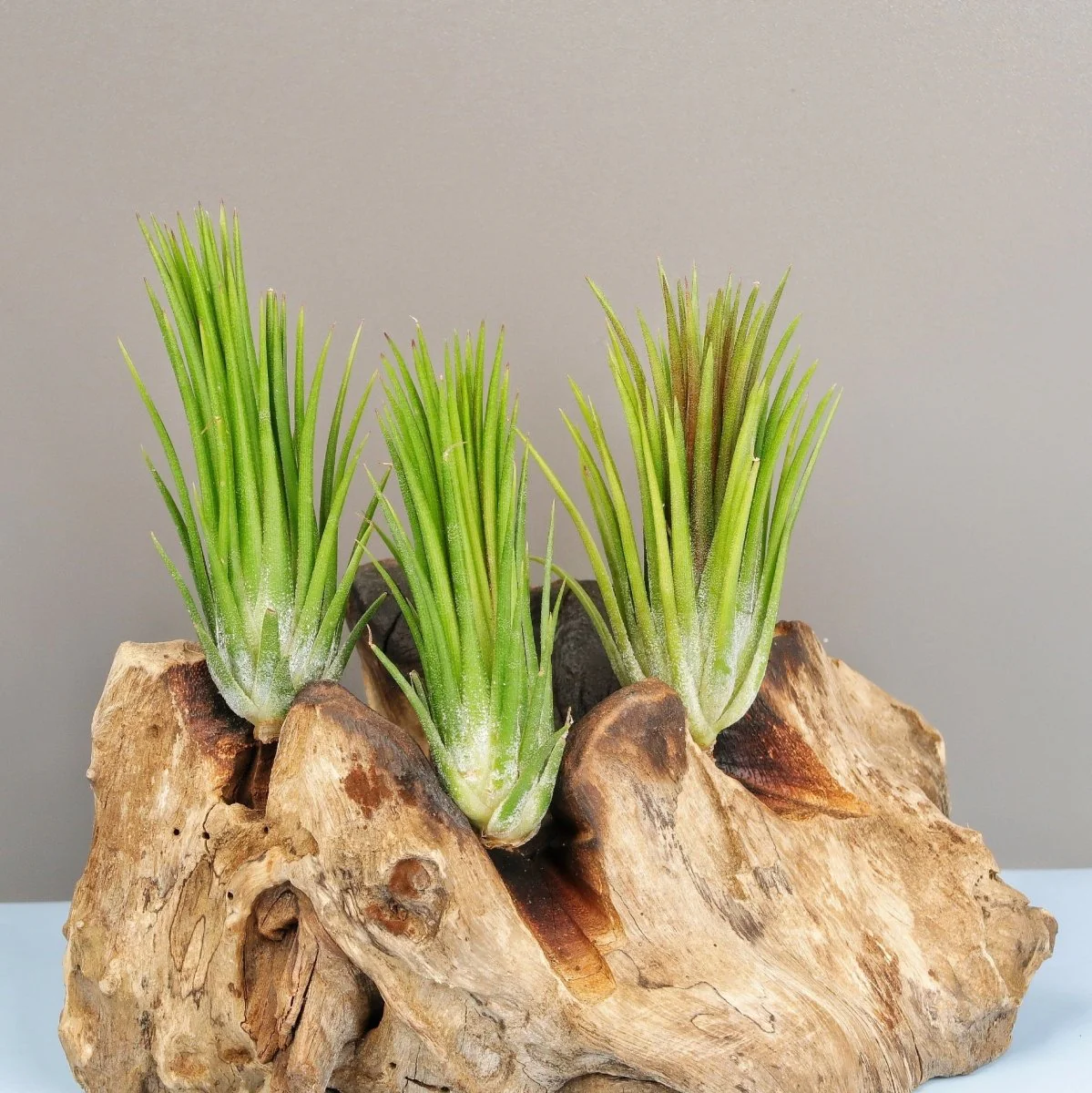 TILLANDSIA IONANTHA FUEGO - Image 5