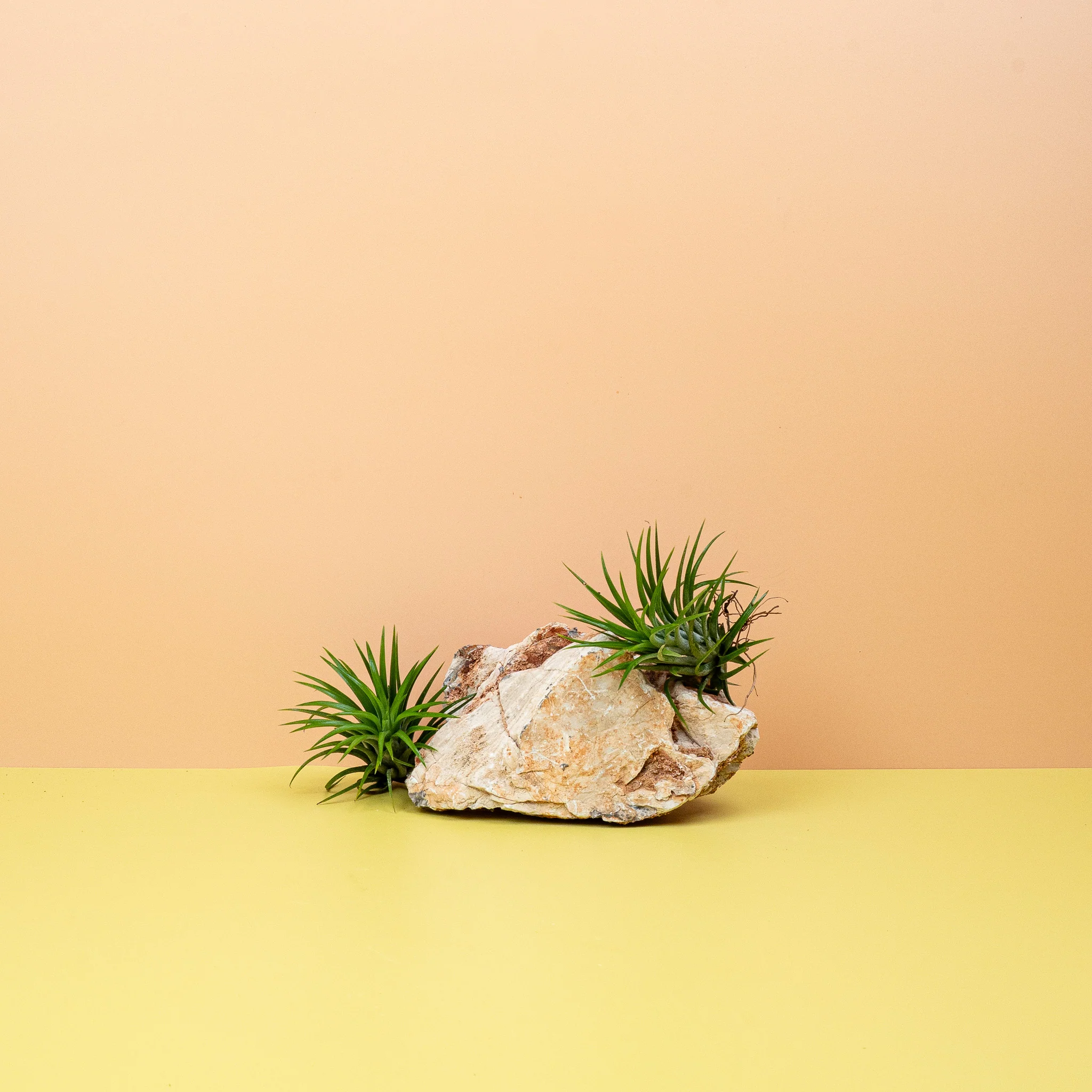 TILLANDSIA IONANTHA GREEN
