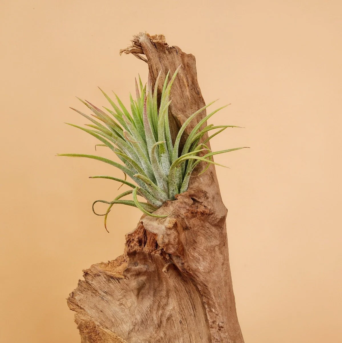 TILLANDSIA IONANTHA RUBRA - Image 4