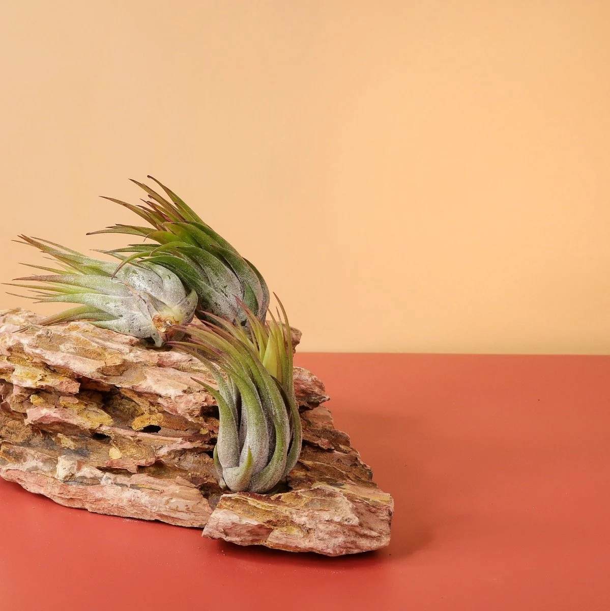 TILLANDSIA IONANTHA SCAPOSA - Image 2