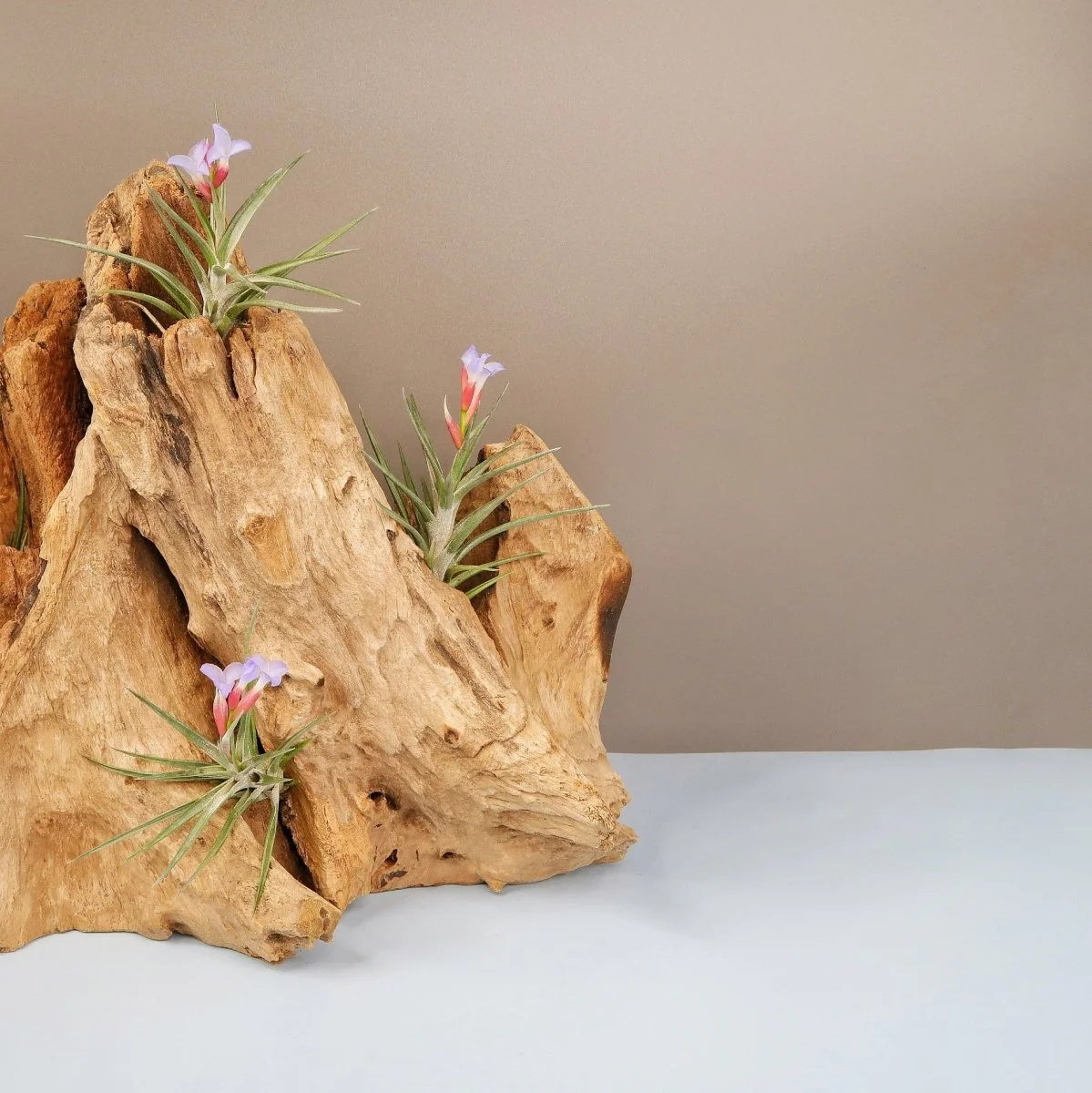 TILLANDSIA JONESII - Image 2