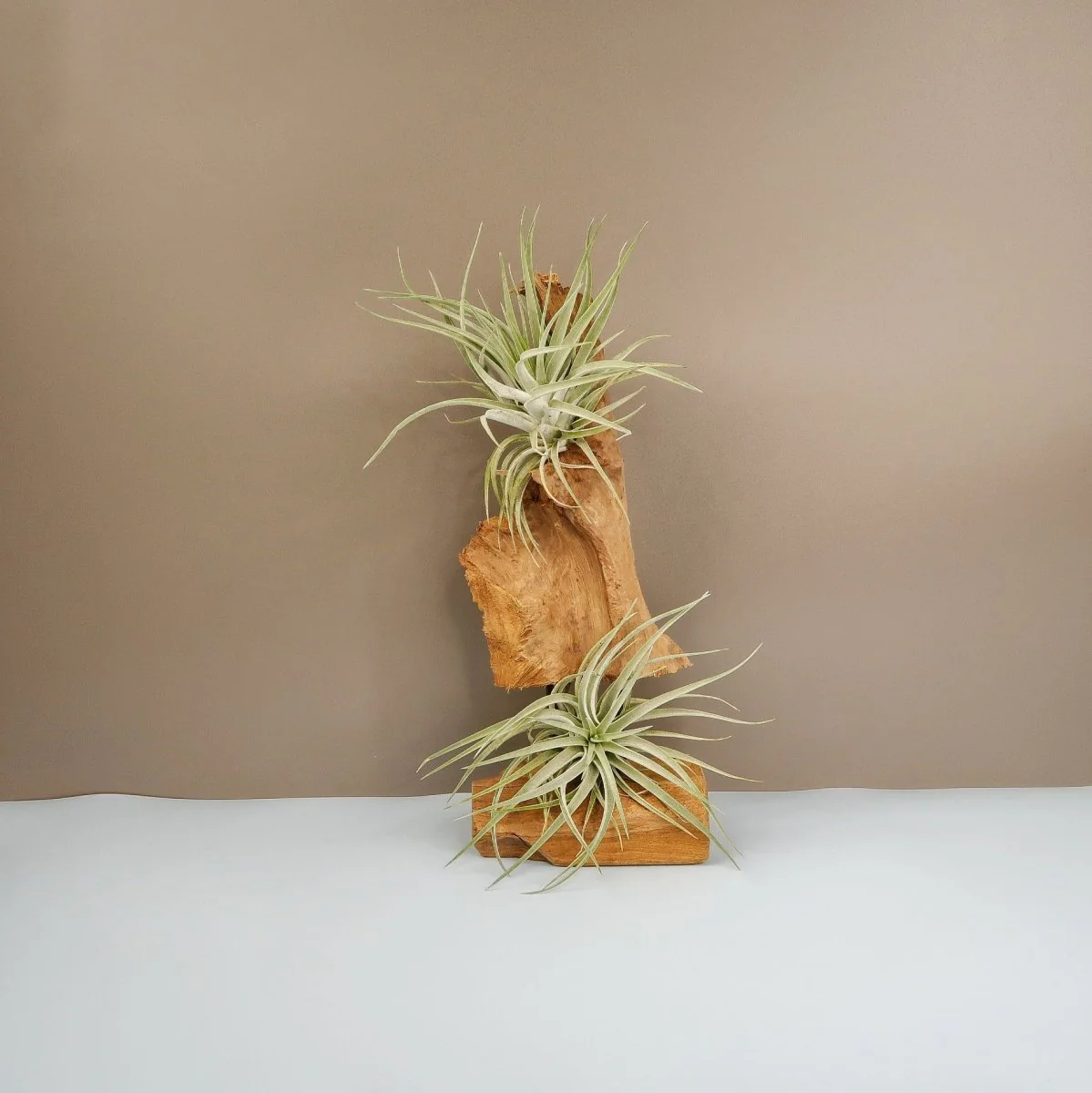 TILLANDSIA KAMMI