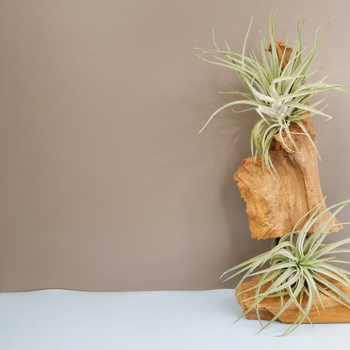 TILLANDSIA KAMMI - Image 2