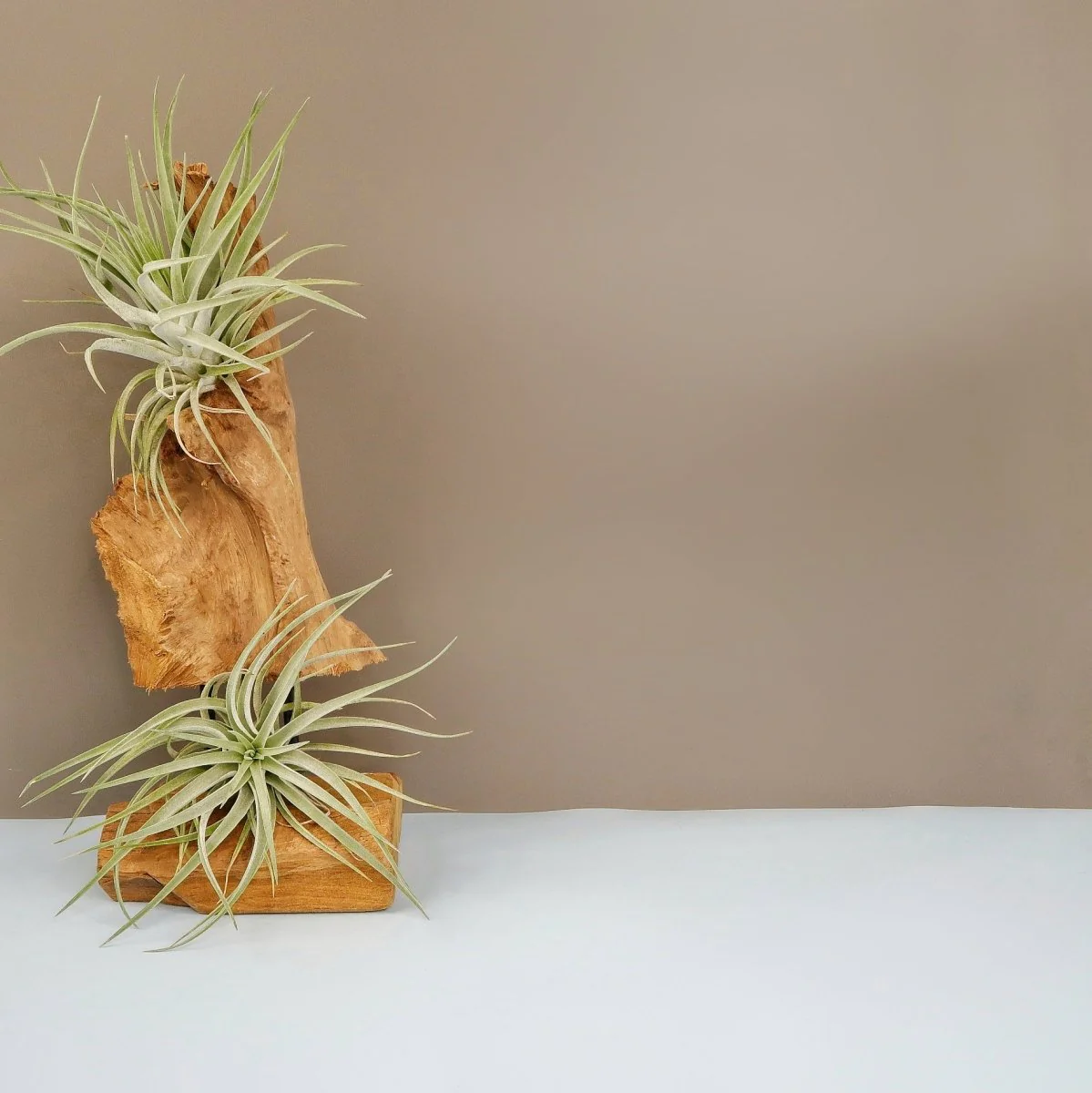 TILLANDSIA KAMMI - Image 3