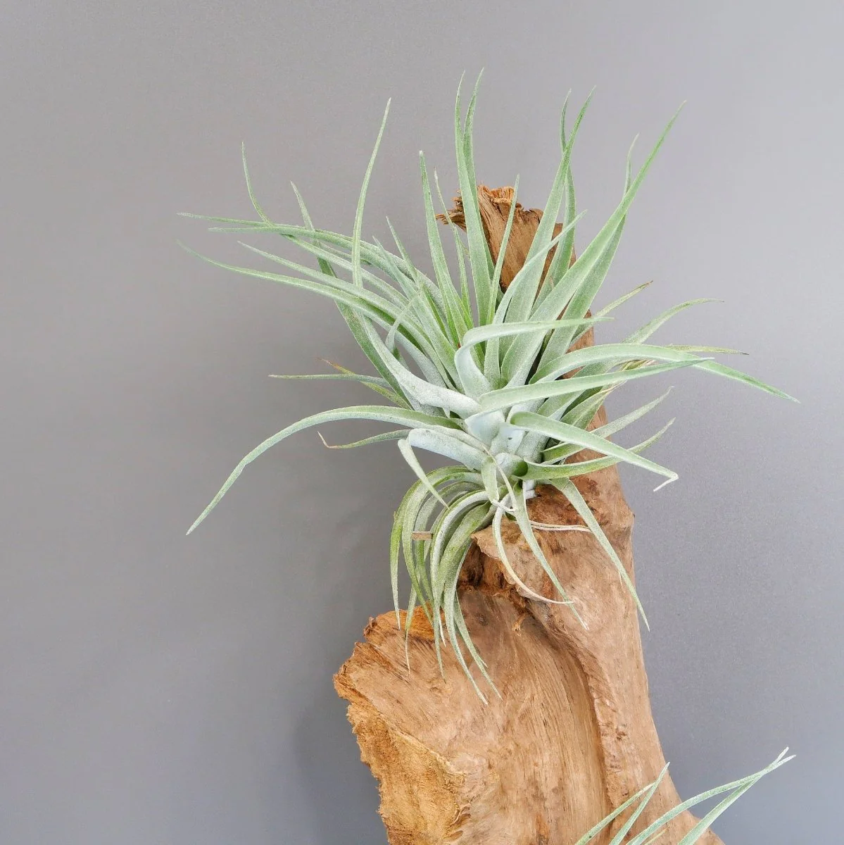 TILLANDSIA KAMMI - Image 4